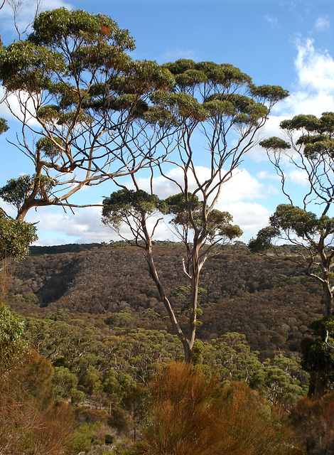 Lathami conservation park_1