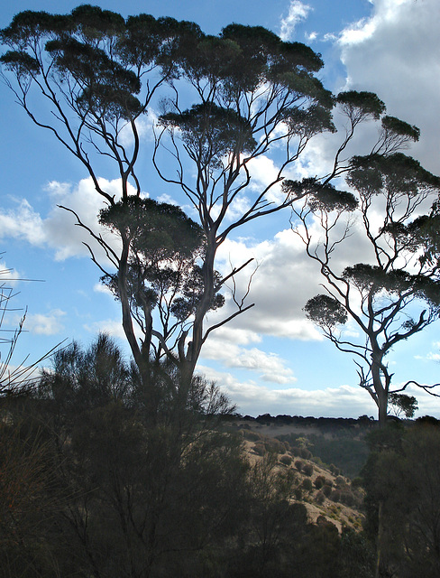 Lathami conservation park_2