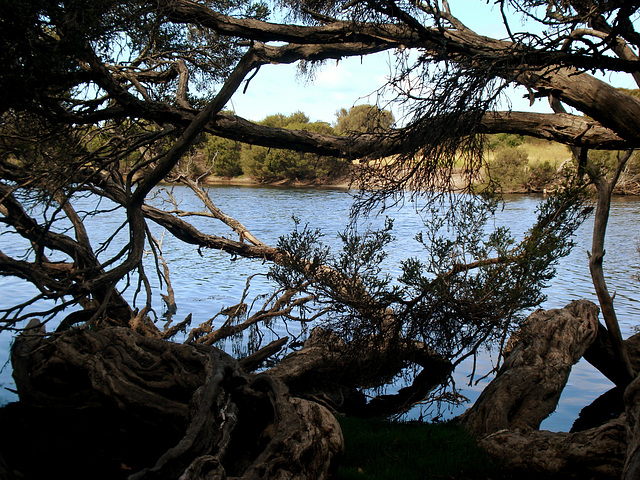 Chapman River through the tea-trees