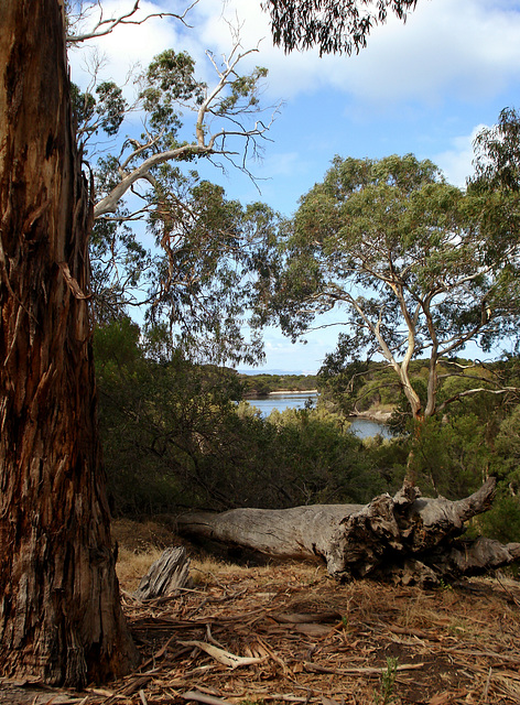 Chapman River_2