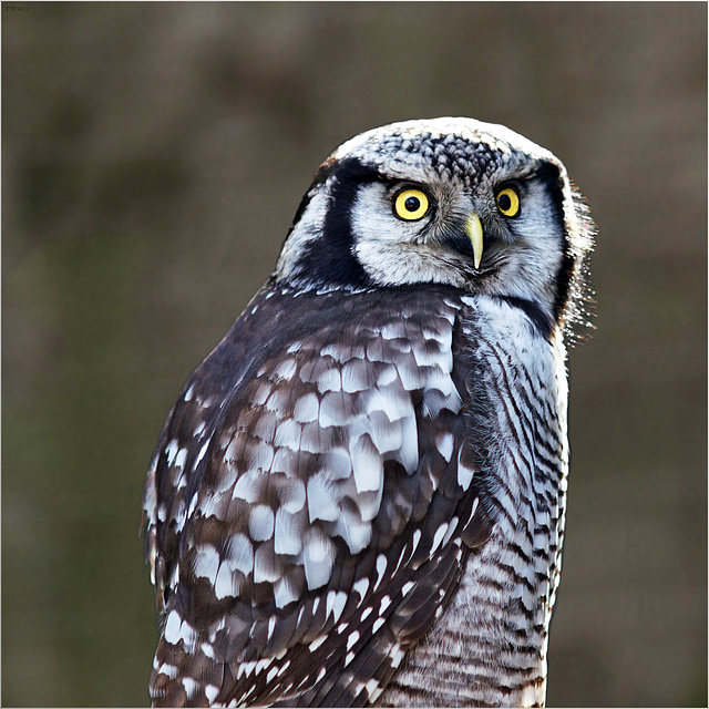 Der scharfe Blick - the penetrating glance - le regard pénétrant