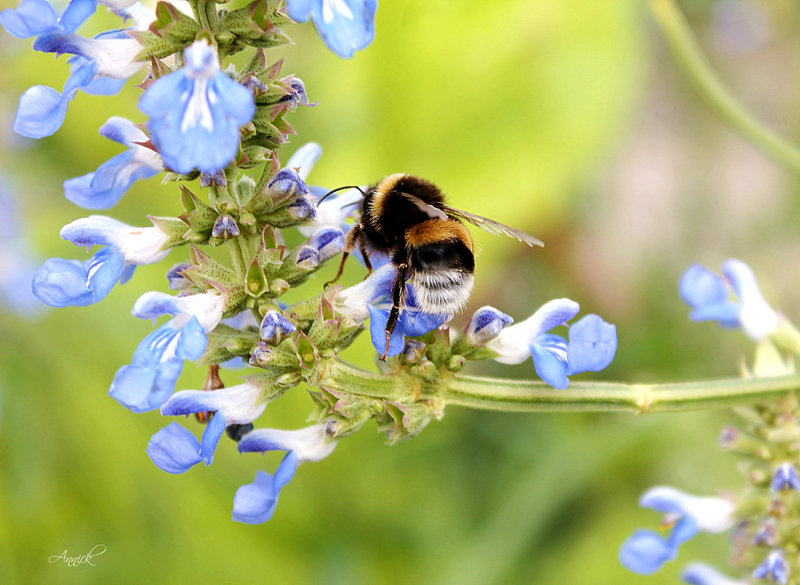 bourdon sur fleur bleue