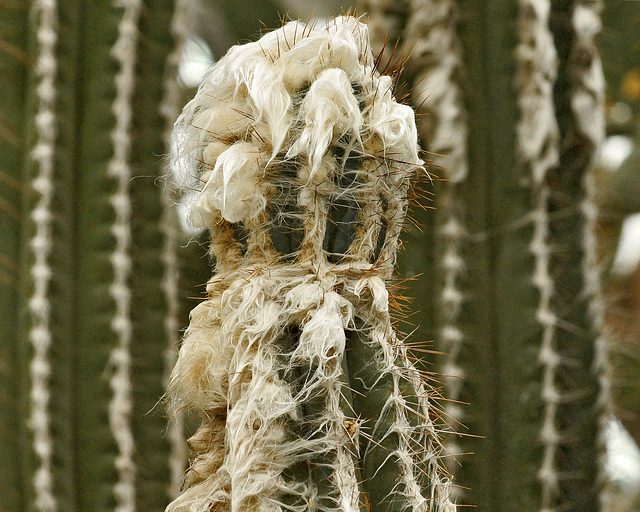 "Bald Old Man" Cactus – Botanical Garden, Montréal, Québec