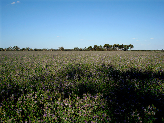 lupin field