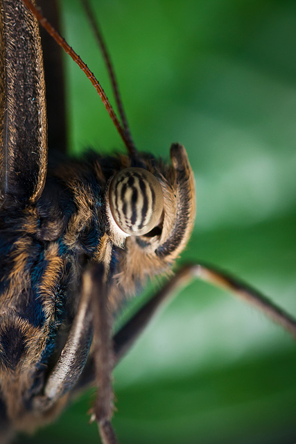 Owl Butterfly