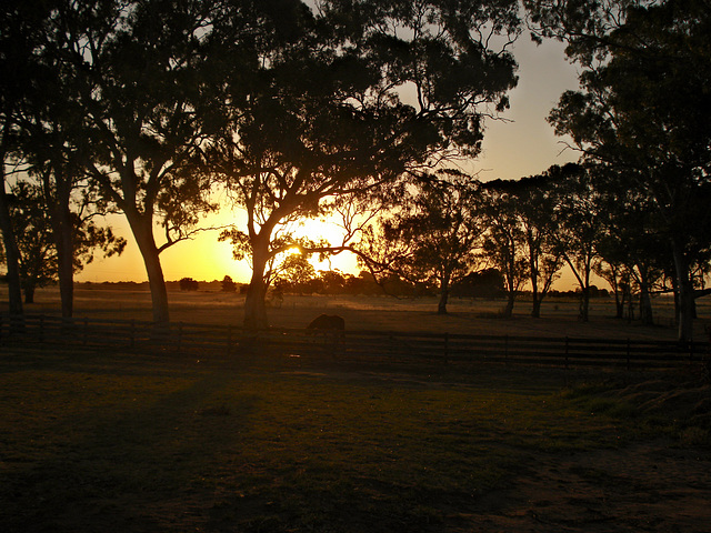 Horse against sunset, Naracoorte_1