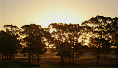 Sunset, Naracoorte_2