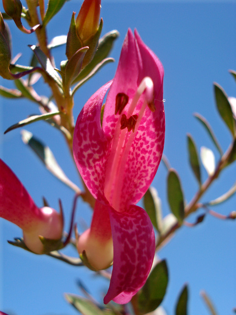 pink flower on native bush