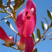 pink flower on native bush