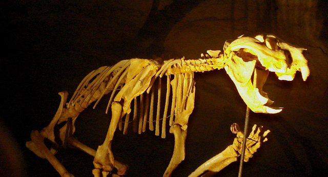 composite skeleton of a Marsupial 'Lion' (Thylacoleo carnifex)