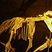 composite skeleton of a Marsupial 'Lion' (Thylacoleo carnifex)