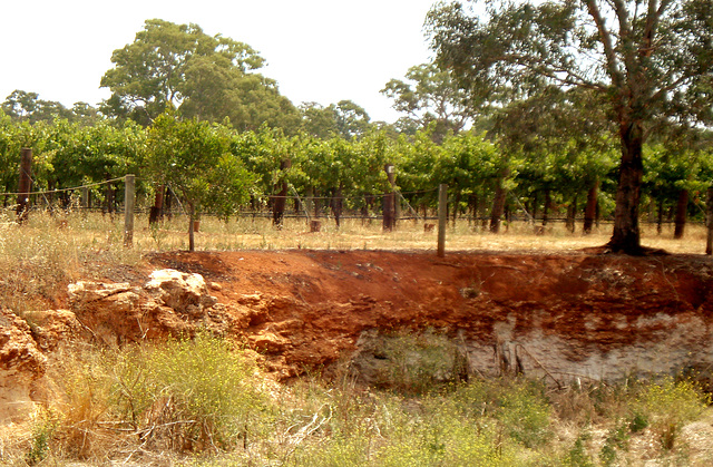 The famous terra rossa of Coonawarra