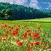 Sommerwiese - Meadow with poppies (180°)