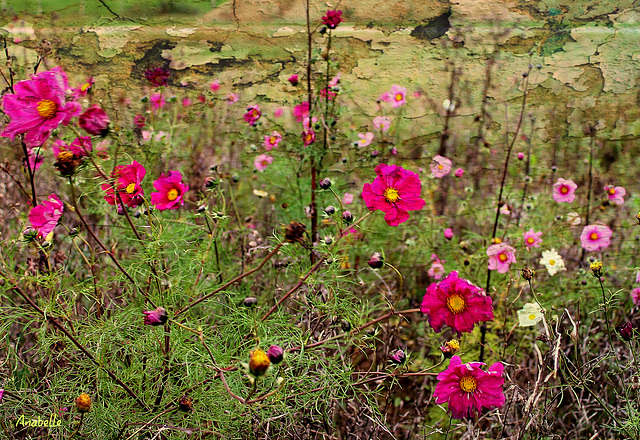 Fleurettes champêtres