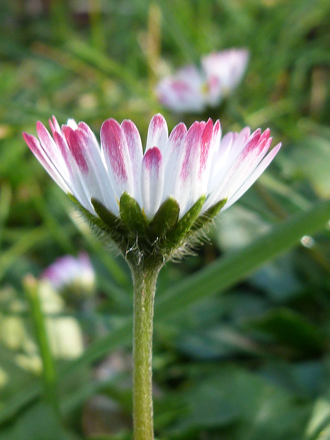 Das einzigartige Gänseblümchen