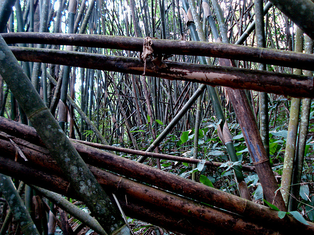 bamboo thicket