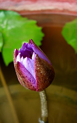 water lily bud