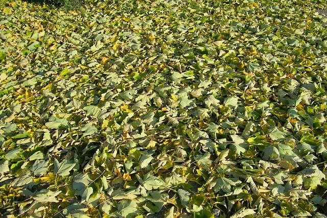 Un tapis naturel d'il y a quelques jours...