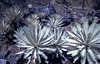 Silver-leaved Cycads