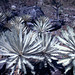 Silver-leaved Cycads