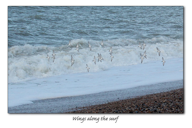 Wings along the surf - Dunlin perhaps - Bishopstone - 19.12.2013