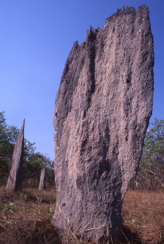 Termite nests