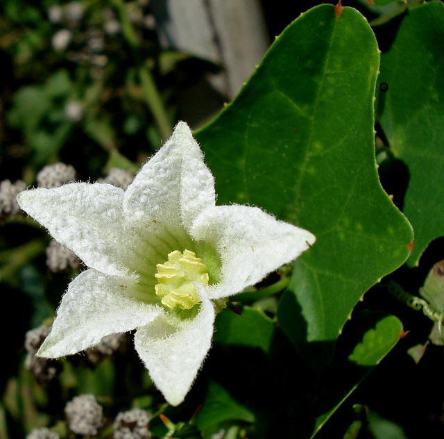 fuzzy white flower