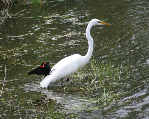 grande aigrette/great egret