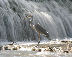 heron