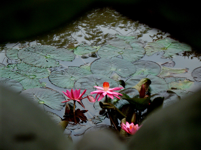 lotus pond, first courtyard