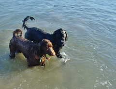 happy wet dogs