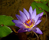 water lily