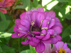 Siete fotos de  de Esmeralda de Colina.Una flor lila.