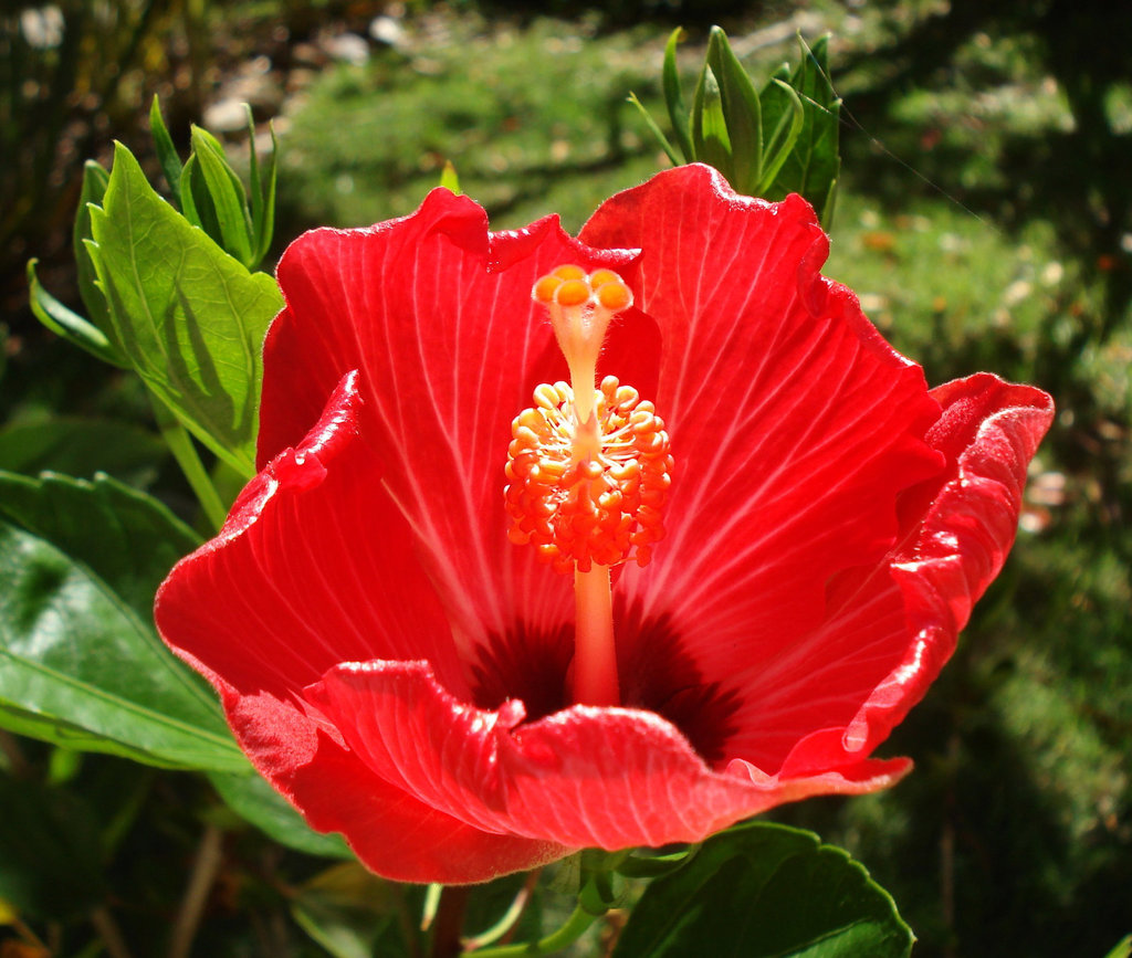 hibiscus