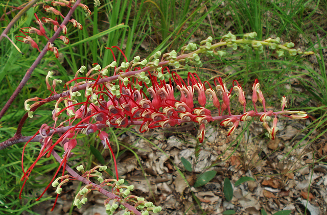 some sort of grevillea?