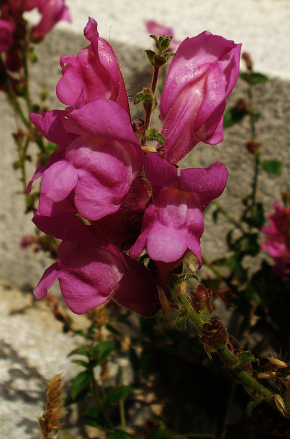 flowering from the ruins