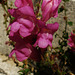 flowering from the ruins