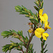 Pultenaea graveolens, PJL 2863