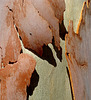 Floating continents of gum tree bark