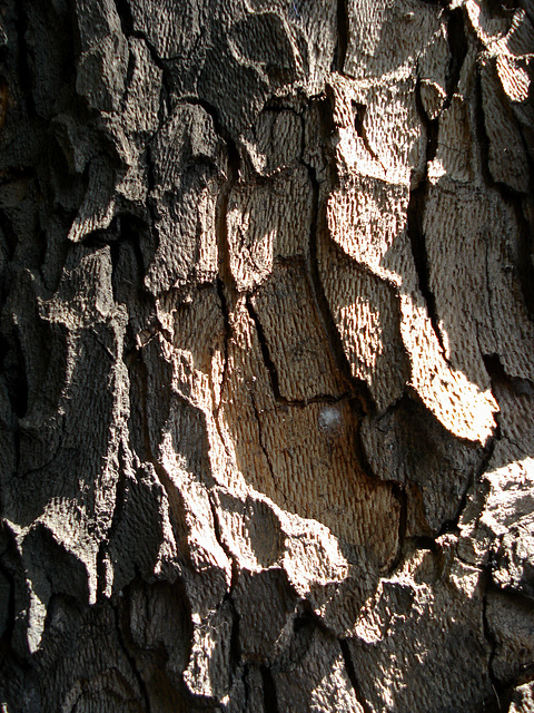 Gum tree bark