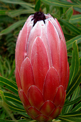 Budding protea