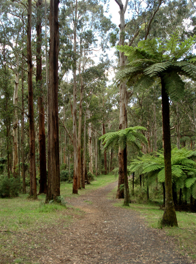 Olinda Falls Track