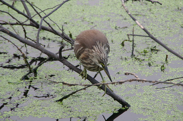 Indian Pond Heron