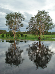 Yellow Water Billabong_4