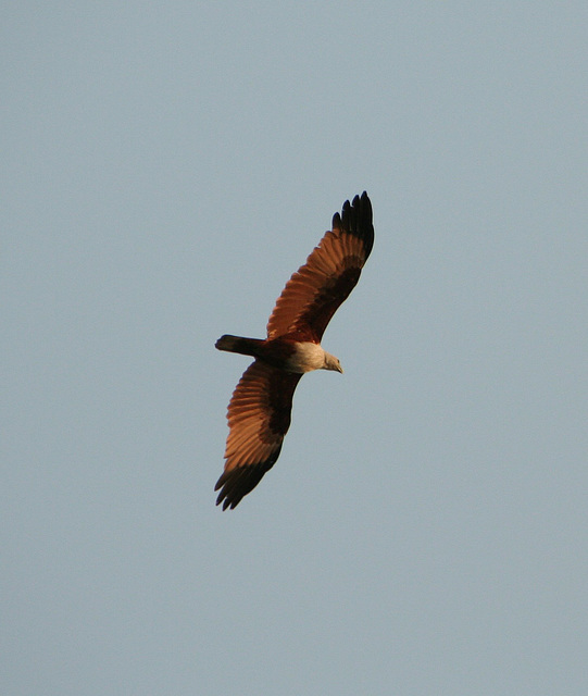 Brahminy Kite