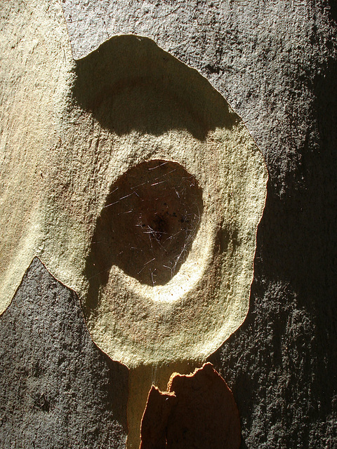 Gumtree bark abstract