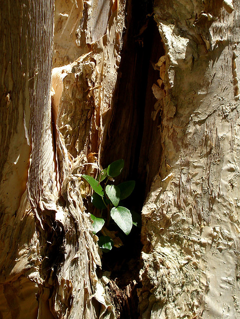 Paperbark tree with lodger plant