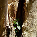 Paperbark tree with lodger plant