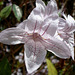 white flowering bush