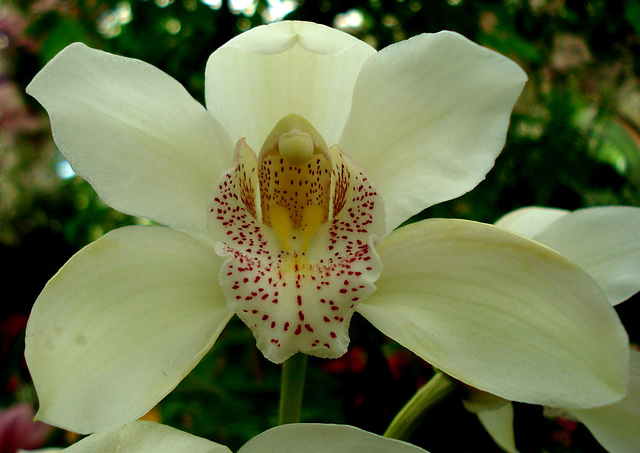 Orchid, Fitzroy Gardens conservatory